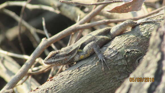 Image of Rose-bellied Lizard