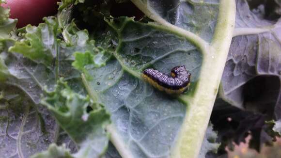 Image of Cross-striped Cabbageworm