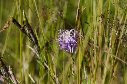 Image of Dianthus superbus subsp. alpestris Celak.