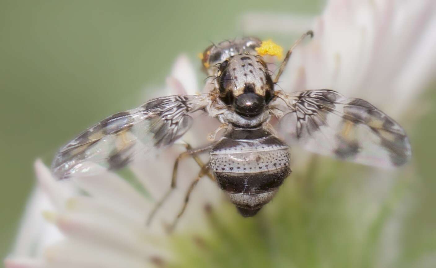 Image of Dyscrasis hendeli Aldrich 1932