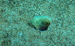 Image of Blue Spotted Wrasse