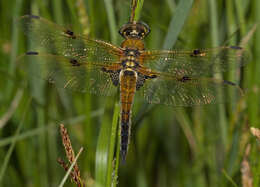 Image of Four-spotted Chaser