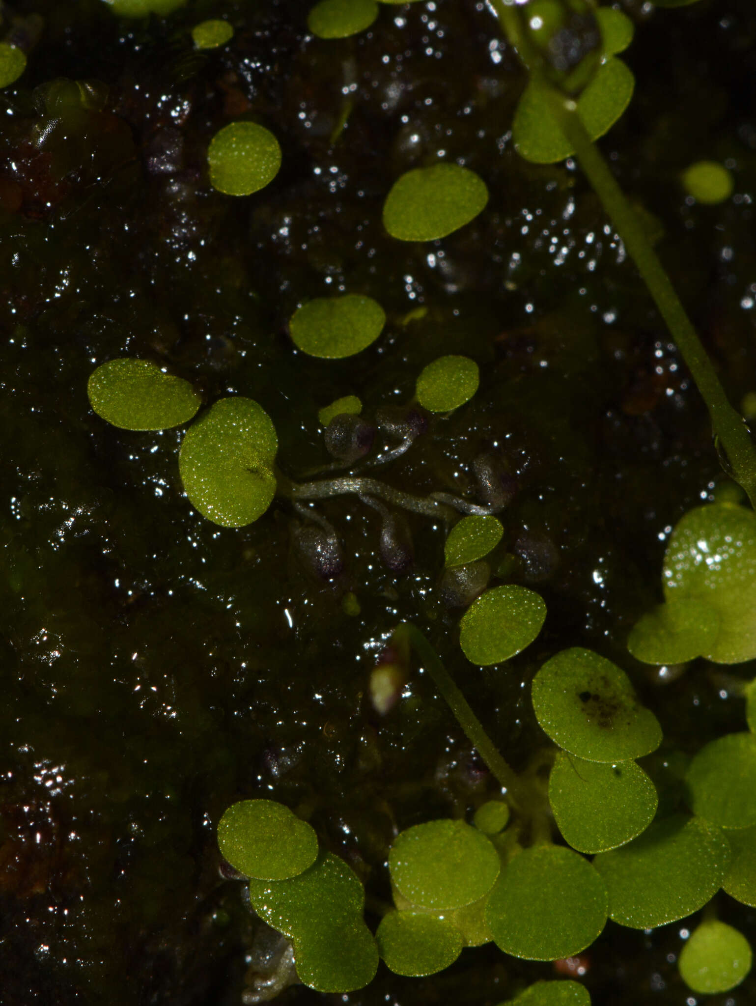 圓葉挖耳草的圖片