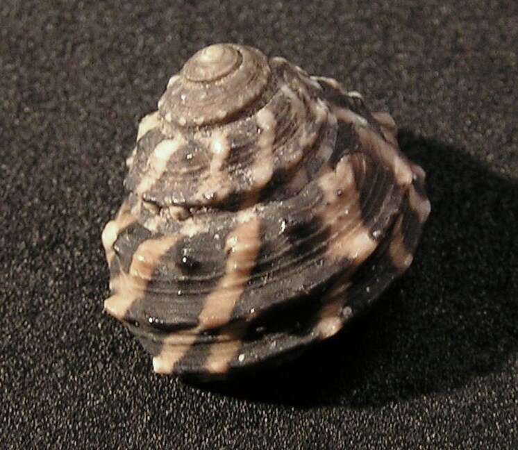 Image of Tegula melaleucos (Jonas 1844)