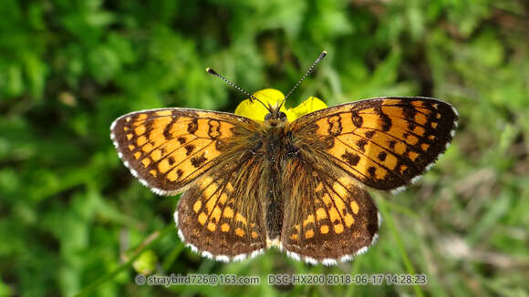 Plancia ëd Melitaea arcesia Bremer 1861