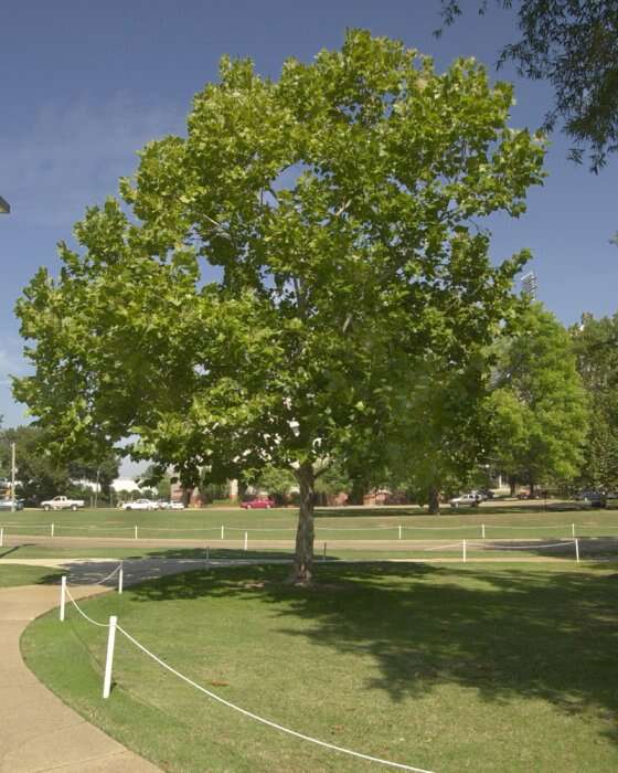 Image of American sycamore