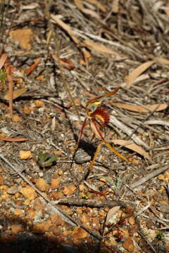 Image of Club-lipped spider orchid