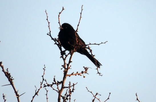 Image de Oriole variable