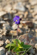 Image of largeflower speedwell