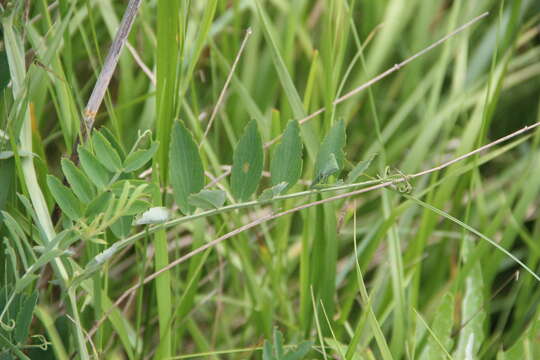 Image of Lathyrus incurvus (Roth) Willd.