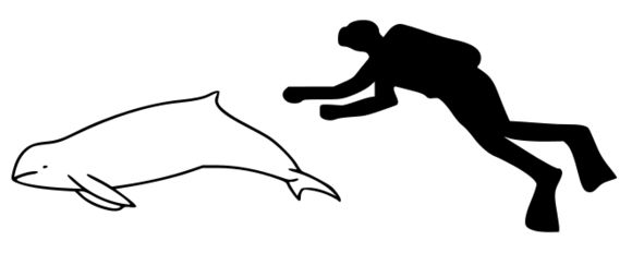 Image of Irrawaddy dolphin