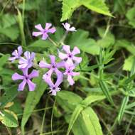 Sivun Phlox pilosa subsp. pilosa kuva