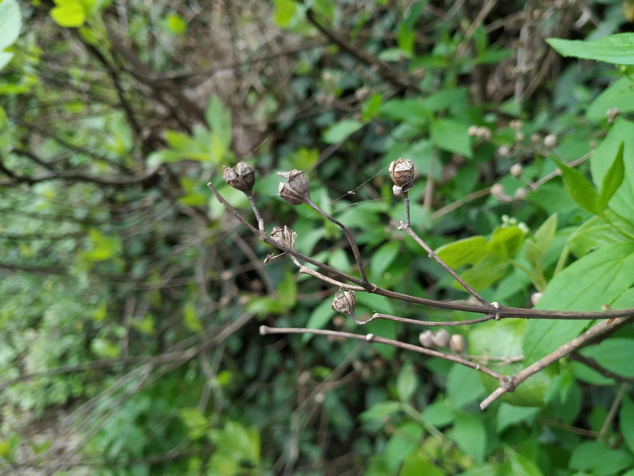 Image of golden mock orange