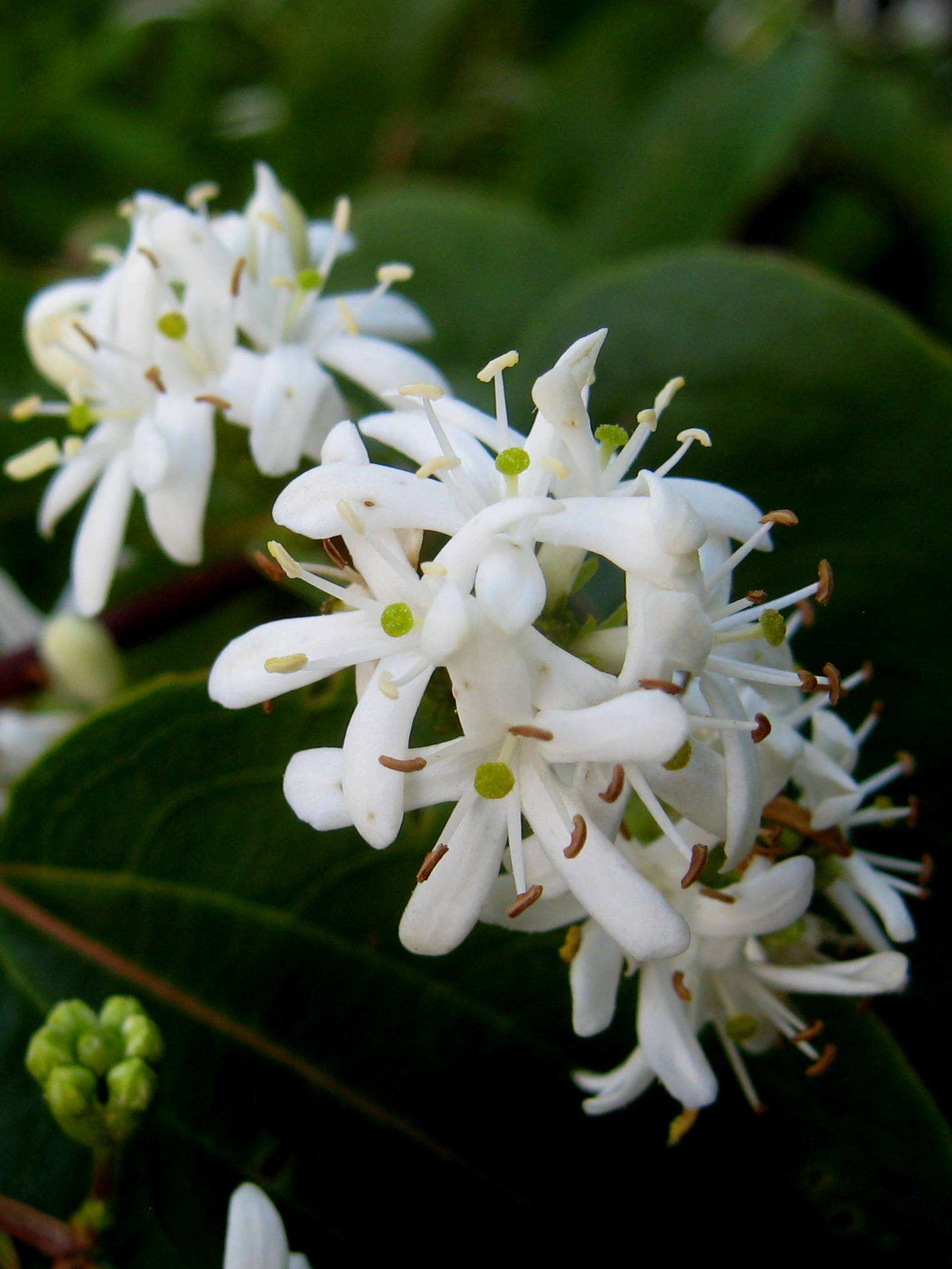 Image de Heptacodium