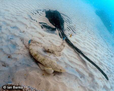 Image of Dusky Flathead