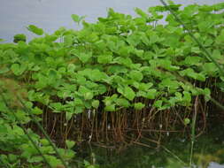 Plancia ëd Marsilea crotophora D. M. Johnson