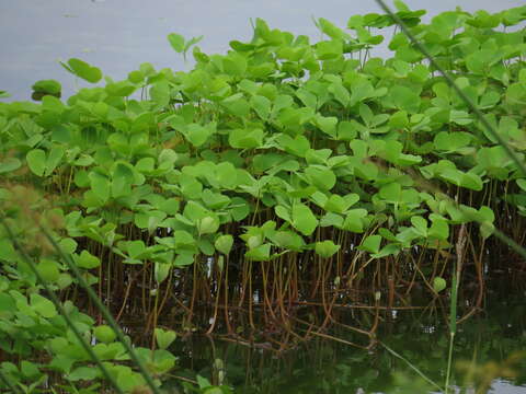 Слика од Marsilea crotophora D. M. Johnson