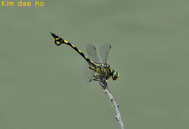 صورة Sinictinogomphus Fraser 1939