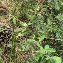 Image of false flowering spurge