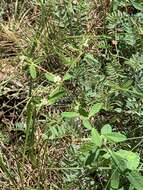 Image of false flowering spurge