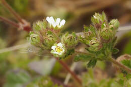 Слика од Horkelia californica Cham. & Schltdl.