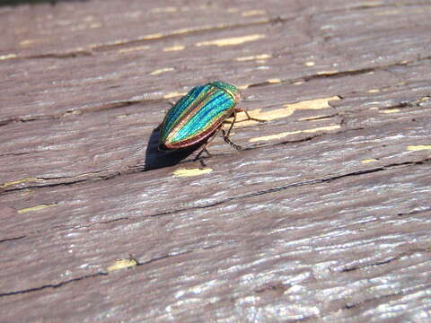 Image of Golden Buprestid