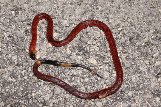 Imagem de Micrurus diastema alienus (Werner 1903)