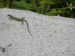 Image of Columbretes Wall Lizard