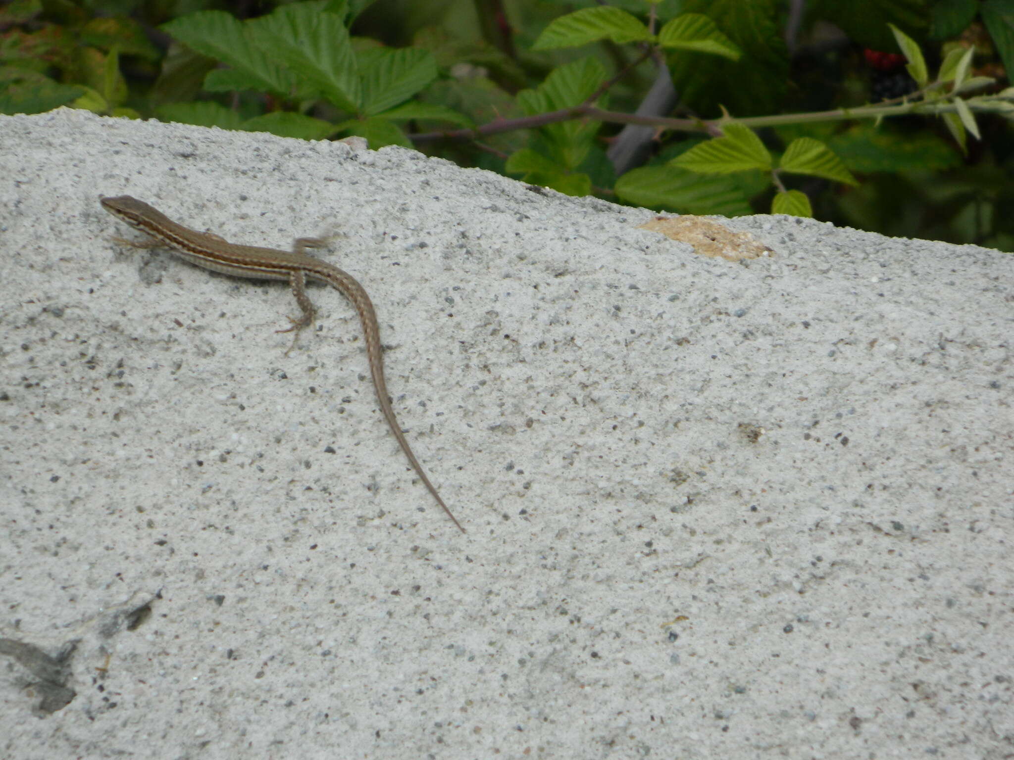 Image of Columbretes Wall Lizard