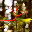 Image of Heliconia acuminata A. Rich.