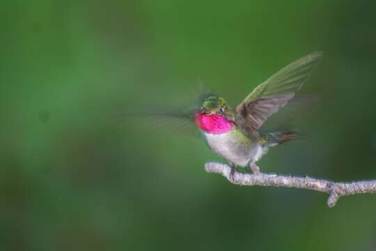 Image of Broad-tailed Hummingbird