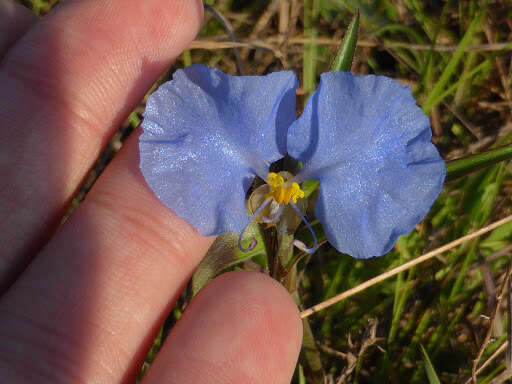 Image of whitemouth dayflower