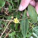 Image de Draba ogilviensis Hultén