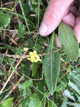 Image of Ogilvie Range draba