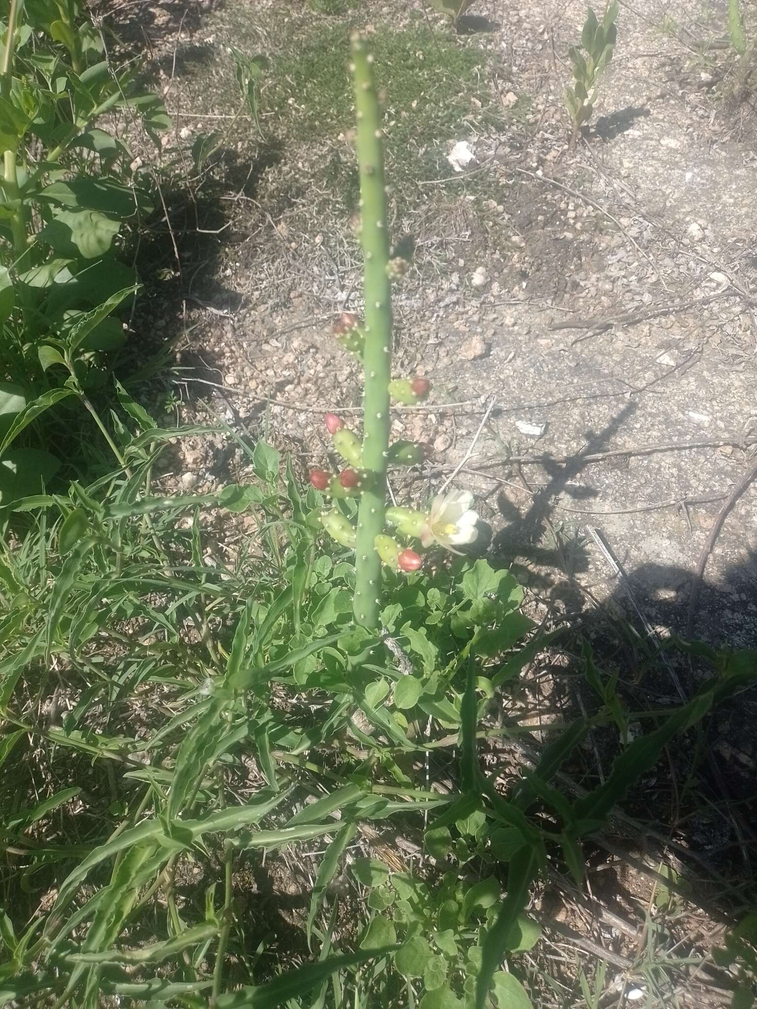 Image de Opuntia salmiana J. Parm. ex Pfeiff.