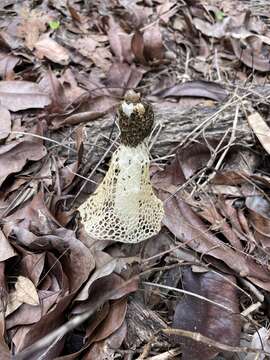 Image of Phallus lutescens