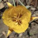 Imagem de Calochortus weedii var. weedii