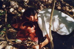 Image of Rafflesia kerrii W. Meijer