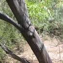 Image de Acacia microneura Meisn.