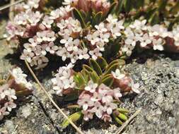 صورة Pimelea alpina F. Müll. ex Meissn.