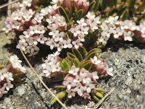 صورة Pimelea alpina F. Müll. ex Meissn.