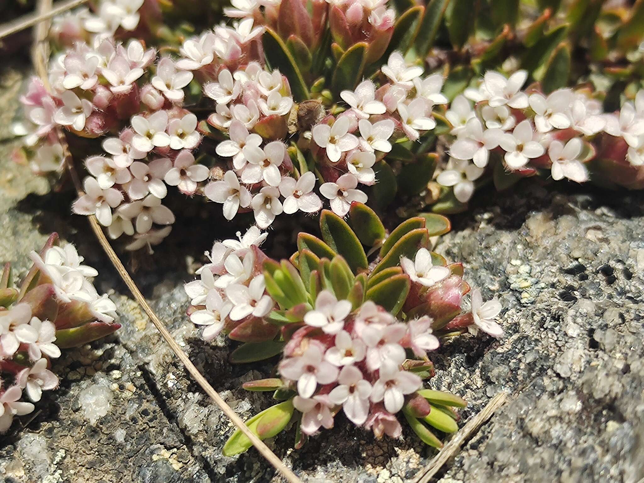 صورة Pimelea alpina F. Müll. ex Meissn.