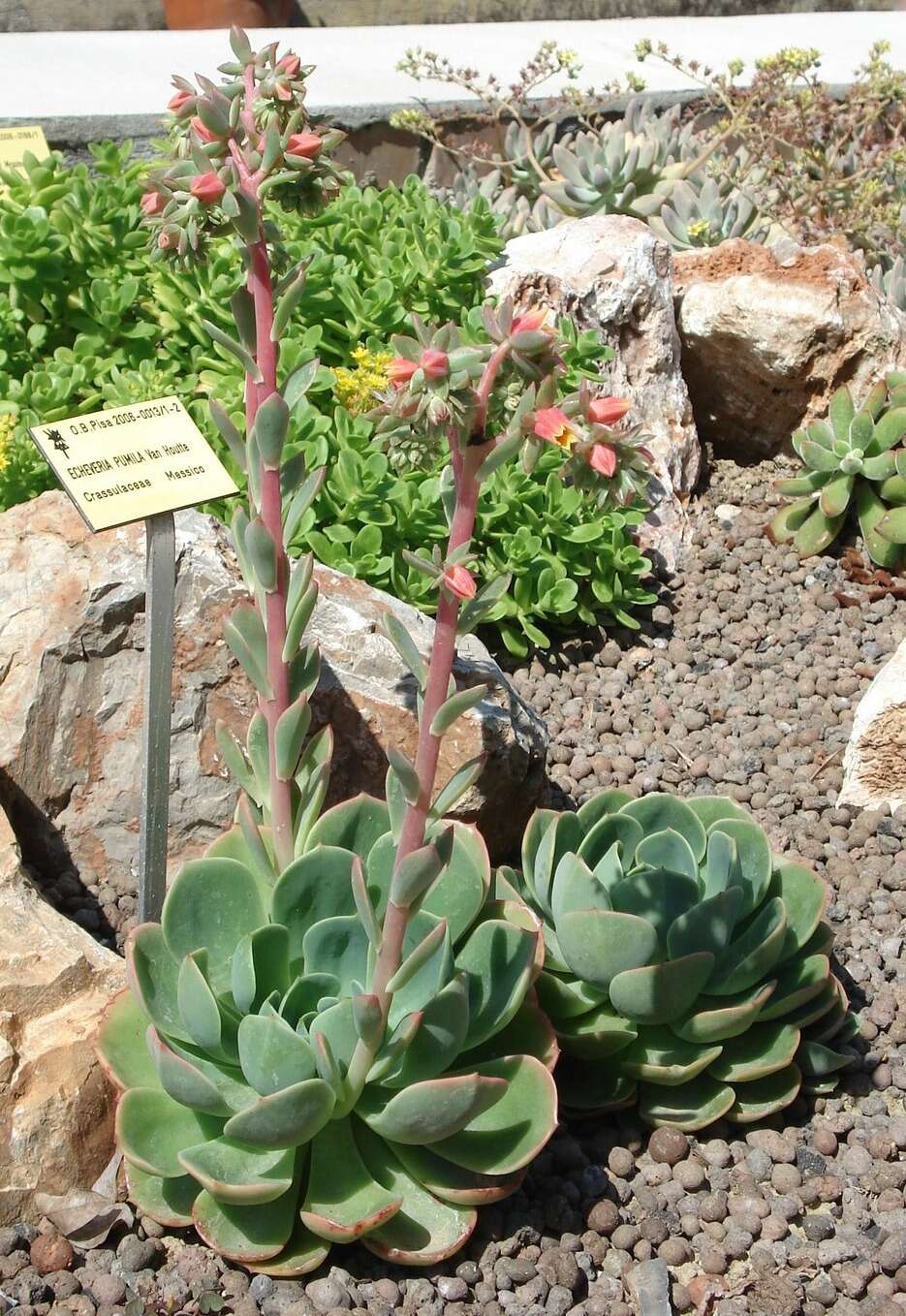 Image of hens and chicks