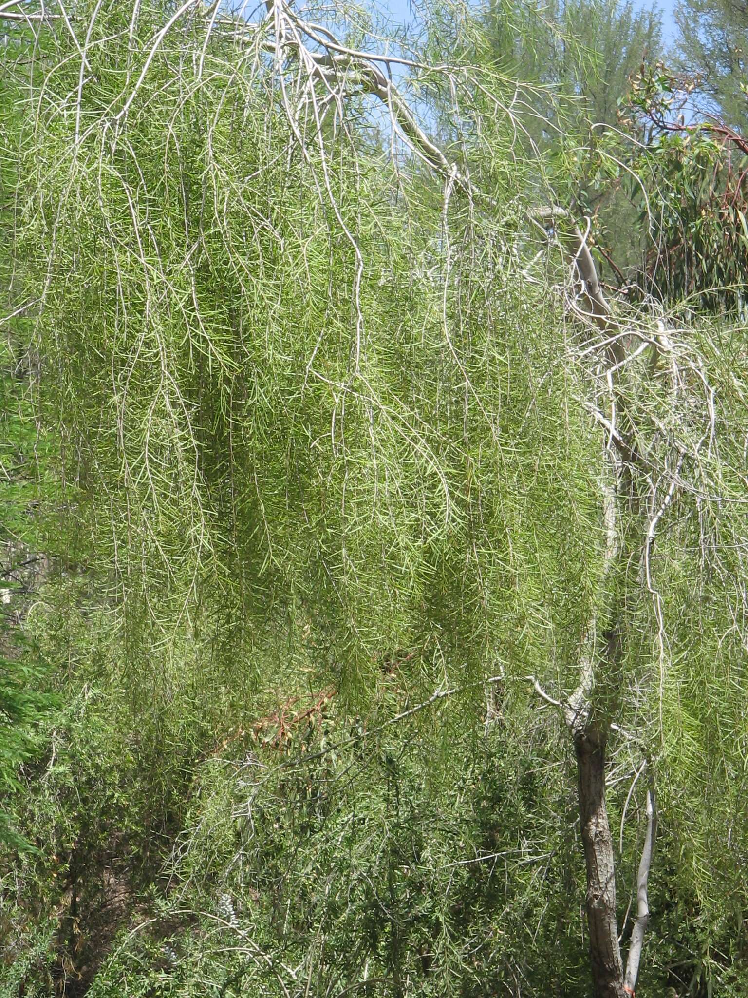 Image of Acacia estrophiolata F. Muell.