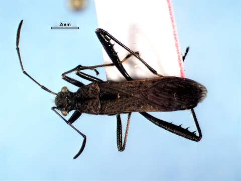 Image of Alydus conspersus Montandon 1893