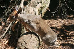 Image of Guenther's Dik-dik