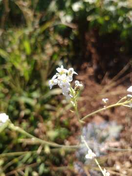 صورة Crambe fruticosa L. fil.