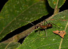 Imagem de Camponotus ager (Smith 1858)