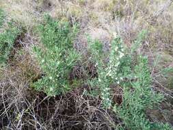 Image of Asparagus capensis L.