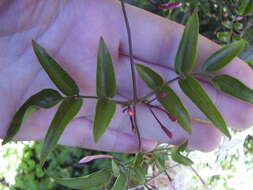 Image of pink jasmine